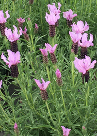 Lavandula stoechas 'Blueberry Ruffles'